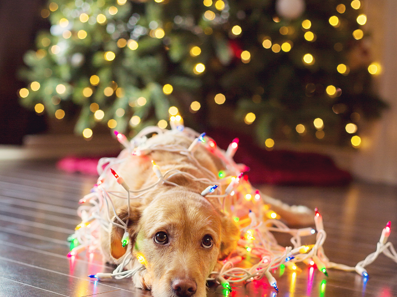 Easy Post-Holiday Cleanup