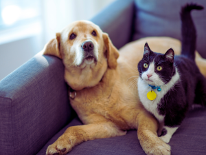 Cat and dog sitting on living room couch together